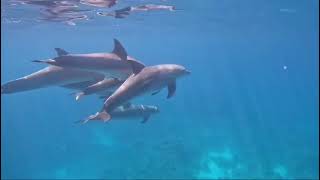 snorkeling with dolphins in Red sea ⛵ [upl. by Farrish544]