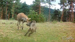 🐗 ⚔️🦌 CIERVO VS JABALÍ [upl. by Edithe]