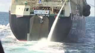 Bob Barker Encounter with Yushin Maru 2 Transfers Poached Whale to Nisshin Maru [upl. by Martinelli]