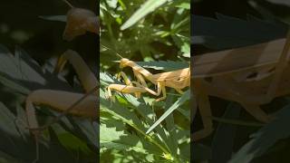 Releasing a native praying mantis on my personal garden 🪴 [upl. by Christiano809]