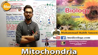 Mitochondria  NSF Chalk Talk [upl. by Urina]