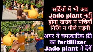 jade plant कड़ाके की ठंड में भी रहेगा हराभरा नवंबर में दे ये फ्री का liquid fertillizer jadeplant [upl. by Pontius]