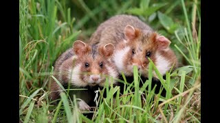 chomiki europejskie  Common hamsterEuropean hamster Cricetus cricetus [upl. by Alyled]