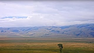 National Museum of Wildlife Art  Live Elk Refuge [upl. by Nylirehs802]