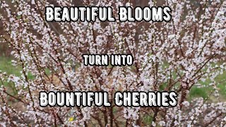 Permaculture Plant Spotlight Nanking Cherry Spring Blossoms [upl. by Ykcul]