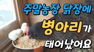 주말농장 텃밭 닭장에 병아리가 태어났어요 암탉이 병아리를 부화 시키는 감동적인 과정을 잔잔한 음악과 함께 정리하였습니다 병아리 부화병아리 키우기삐약삐약 병아리닭키우기 [upl. by Bidle17]