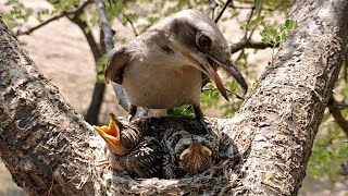 Young woodbird saw something weird under her nest birdslife00 [upl. by Yulma]