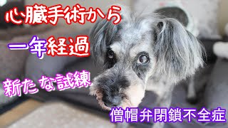 14歳9か月、新たな試練 シニア犬僧帽弁形成術心臓手術僧帽弁閉鎖不全症シュナウザー [upl. by Masuh691]