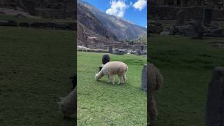 Ollantaytambo Ancient Ruins amp Alpacas A Magical Journey Peru 🇵🇪 [upl. by Zohara3]