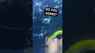 Scuba Diver writes controversial message to a holiday crowd 😂🤿 scubadiving holidays funnyshorts [upl. by Skelton]