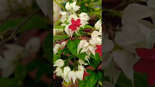 beautiful bleeding heart plant ❤️flowergarden natural nature trending [upl. by Zwick101]