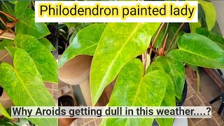 Philodendron Painted Lady full care by Haryaalionline [upl. by Feldman21]