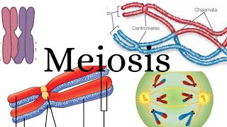 Meiosis Explained  Full NCERT Coverage with Diagramsbiology classxi neet ncert [upl. by Fritzsche]