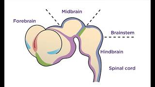 DEVELOPMENT OF THE BRAIN—Embryology Series by Prof Kimani [upl. by Krusche]