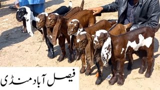 Faisalabad Bakra Mandi  New Update  FM Animals 030066982846•3•2024 [upl. by York858]