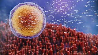 Journey of Fertilization Egg and Sperm in Human Reproduction [upl. by Latsyrhc444]