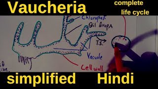 Vaucheria  complete life cycle [upl. by Oirtemed688]