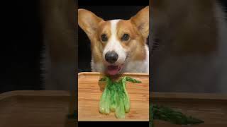 Vegetarian Dog 🐕 cutespets cuteanimal trendingvideo shortsvideo dog [upl. by Norek]