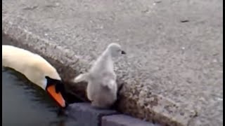 Emerging Baby Swans at Llanfairfechan [upl. by Assenaj496]