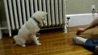 American Eskimo Puppy training 1 [upl. by Dotti]