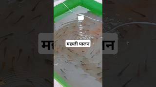 Fish Farming l मछली पालन [upl. by Landre32]