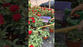 Potted Rose Plants Pruning Techniques Farming agriculture garden [upl. by Abeh]