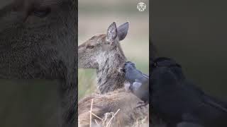 The jackdaws are gathering material Shorts [upl. by Bathilda]