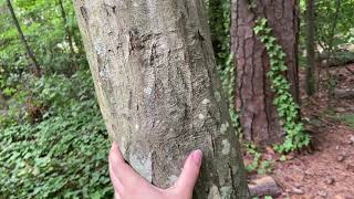 Carpinus caroliniana musclewood [upl. by Yssep218]