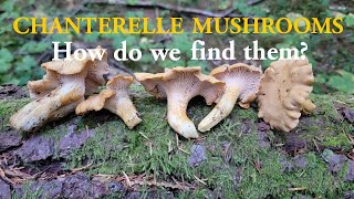 How To Find Chanterelle Mushrooms [upl. by Longwood]