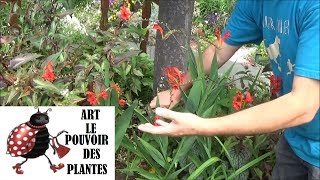 Jardinage Crocosmia Comment faire la taille et lentretien Plante vivace [upl. by Krever]