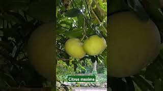 Citrus maxima Rutaceae [upl. by Domingo950]