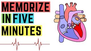 IGCSEGCSE Heart Structure  Memorize In 5 Minutes Or Less [upl. by Boles]