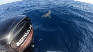 West Palm Beach Nearshore Fishing in Boston Whaler Montauk 150 [upl. by Aramenta]