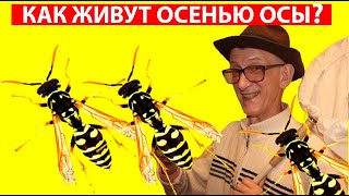 КТО ТАКИЕ ОСЫ ПОЛИСТЫ ПАРАВЕСПУЛА ВЕСПА ШЕРШНИ Vespidae Polistes Paravespula Vespa velutina WASP [upl. by Imtiaz]