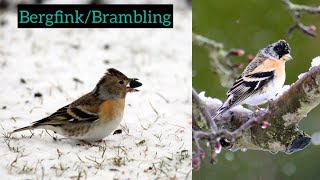 Bergfink  Aussehen Ruf Merkmale… Brambling vogel [upl. by Smukler187]