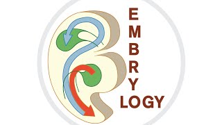 Embryology  Preformation and epigenesis [upl. by Adnoyek]