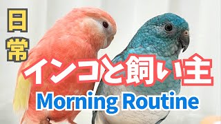 インコのお世話とモーニングルーティン‐ Parrot morning Routine‐ [upl. by Aurore]