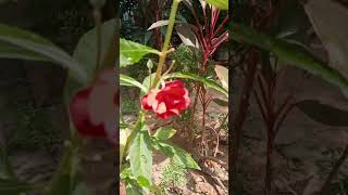 Impatiens balsamina Plant❤️homegarden 🌱🌼🤩 [upl. by Neirrad]