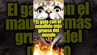 El gato con el MAULLIDO más GRAVE del mundo 😸🔥 TryTiger cosasquenosabias curiosidades [upl. by Reiko]