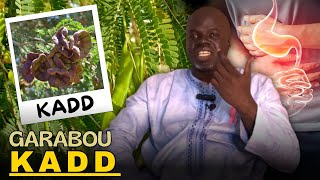 Plante de la Semaine  Ndiariniou Garabou KADD Pr Ousmane Ndiaye LansarrTV [upl. by Heymann608]