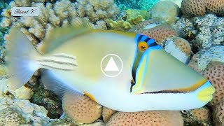 Baliste Picasso Rhinecanthus aculeatus de mer rouge [upl. by Hunt351]