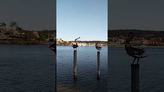 A Beautiful Morning in Merimbula fishingaustralia justfishing beach australia [upl. by Sleinad]