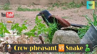 🦅 Crowpheasant 🆚 Snake 🐍  Nature [upl. by Aynek783]