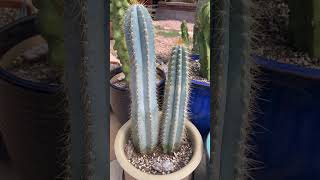 BLUE Cactus What is the Bluest cactus species [upl. by Sharyl]