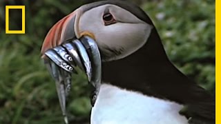 Empowering Puffins  National Geographic [upl. by Ecirpac]