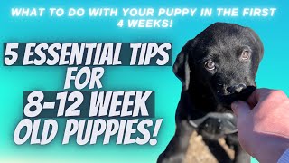 5 Essential Tips For 812 Week Old Puppies [upl. by Rehpatsirhc]