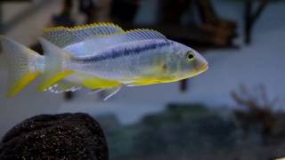 Buccochromis rhoadesii [upl. by Heilman]