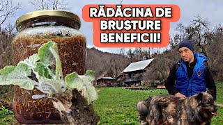 AM SĂPAT RADACINĂ DE BRUSTURE BURUIANA CARE VINDECA ORICE BOALĂ  RETETĂ CU MIERE [upl. by Aiken]