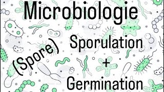 Microbiologie L2 SNV 🦠🔬  Spore [upl. by Torie]