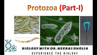 Protozoa PartI [upl. by Ynaffit]